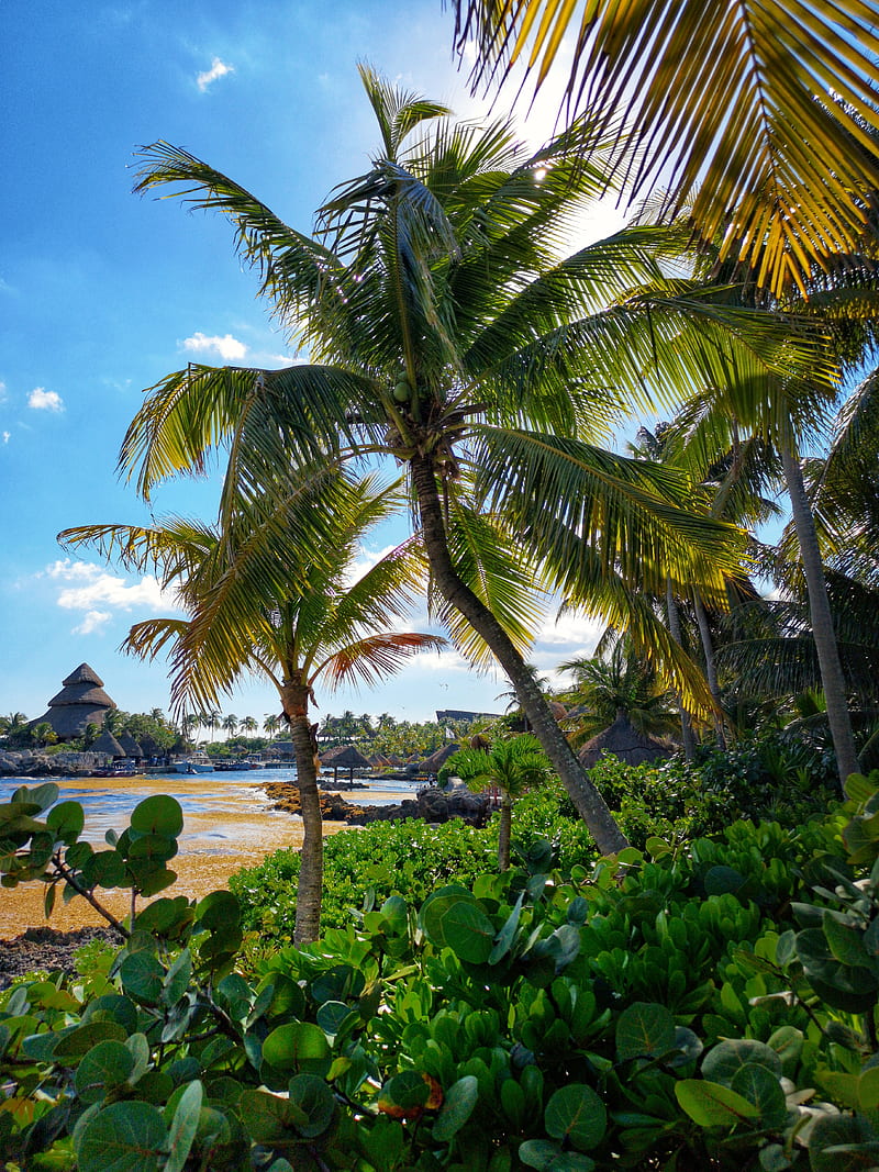 The Coast, beach, tropical, coconut, tree, beaches, mexico, cancun, caribbean, bonito, nature, HD phone wallpaper