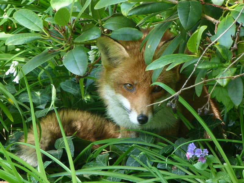 Roxy Foxy, Cute, Animal, Fox, Beauty, HD wallpaper