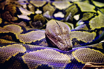 python gris et noir, Fond d'écran HD