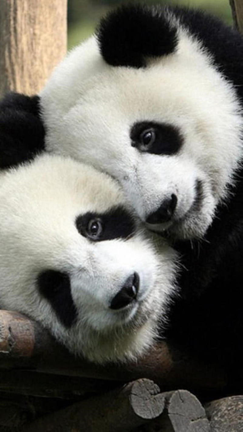 Panda Couple, couple, panda, HD phone wallpaper