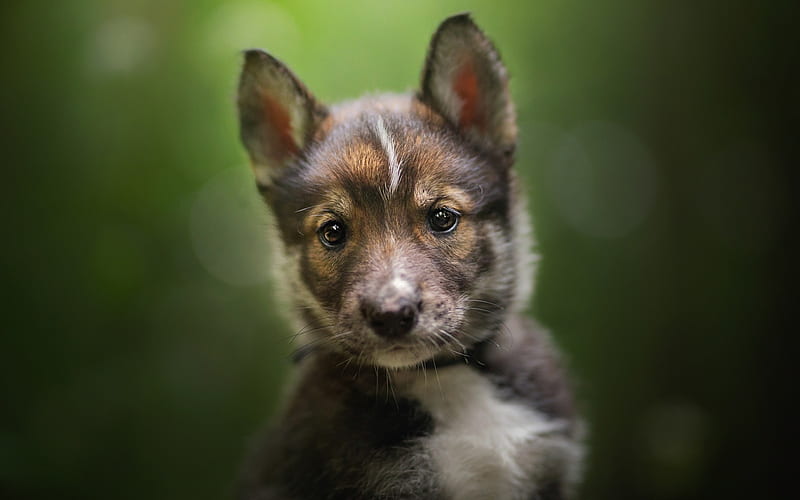 Tamaskan Dog, Tam, small black puppy, cute animals, small dog, Finnish breeds of dogs, Finland, HD wallpaper