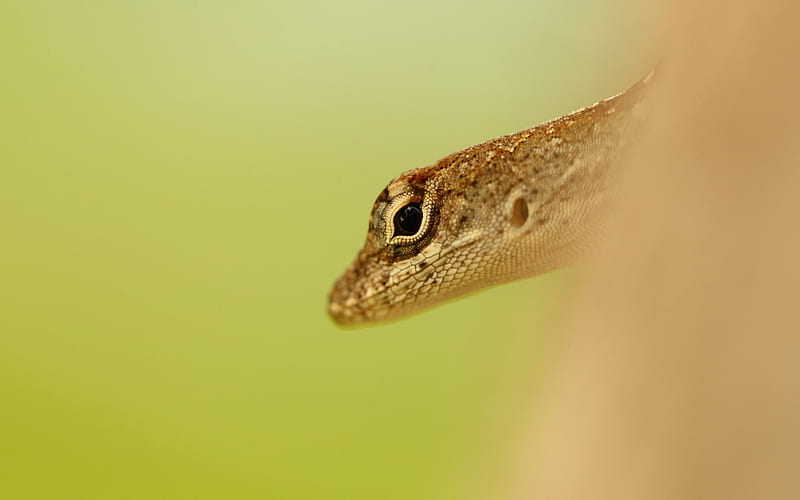 lizard head eyes-Animal, HD wallpaper