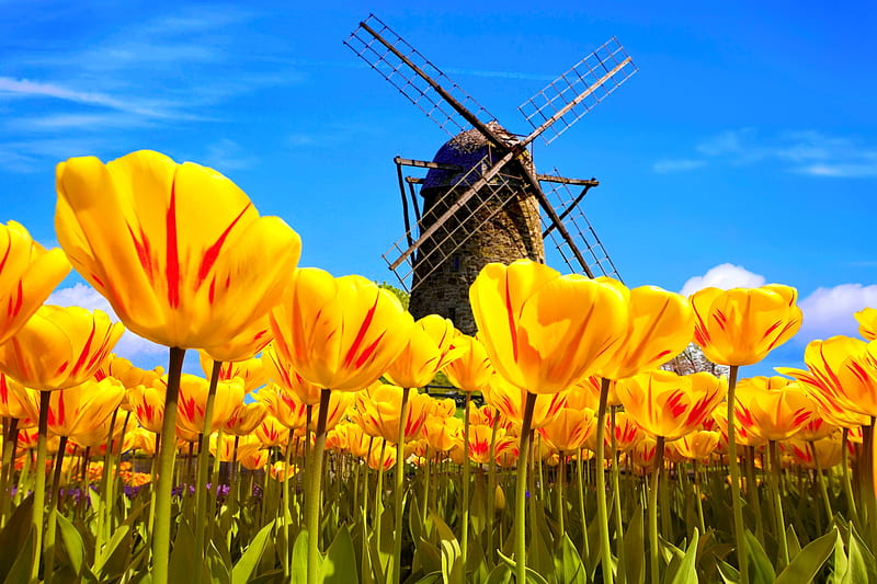 Holland landscape, pretty, lovely, mill, view, wind, dutch, yellow, bonito, spring, sky, holland, flowers, tulips, field, landscape, HD wallpaper