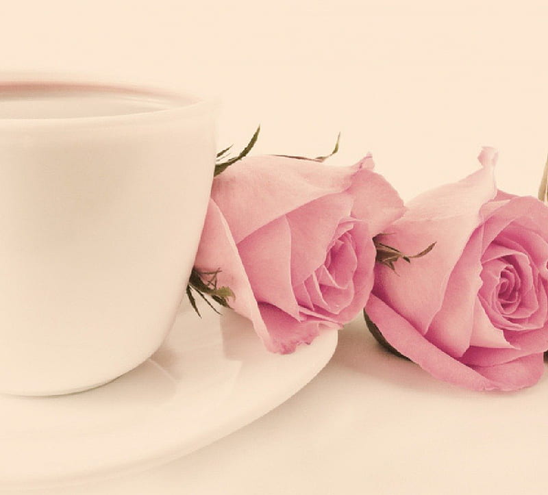 pink roses and teacup, still life, flowers, pink roses, teacup, HD wallpaper