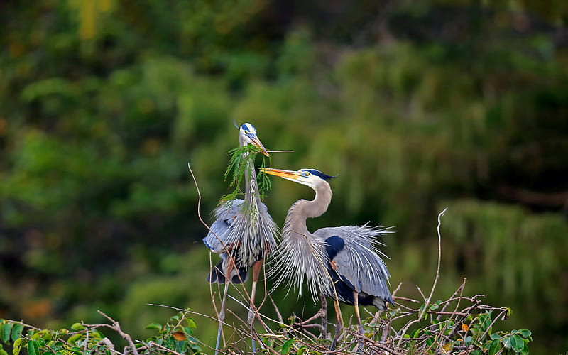 Blue Heron Wadahazi Wetlands Florida Bing, HD wallpaper