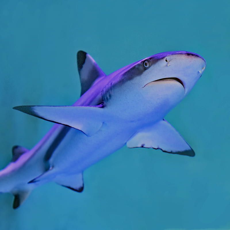 gray and white shark, HD phone wallpaper