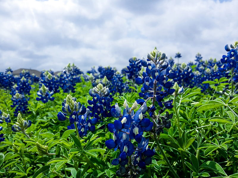 blue petaled flowers, HD wallpaper