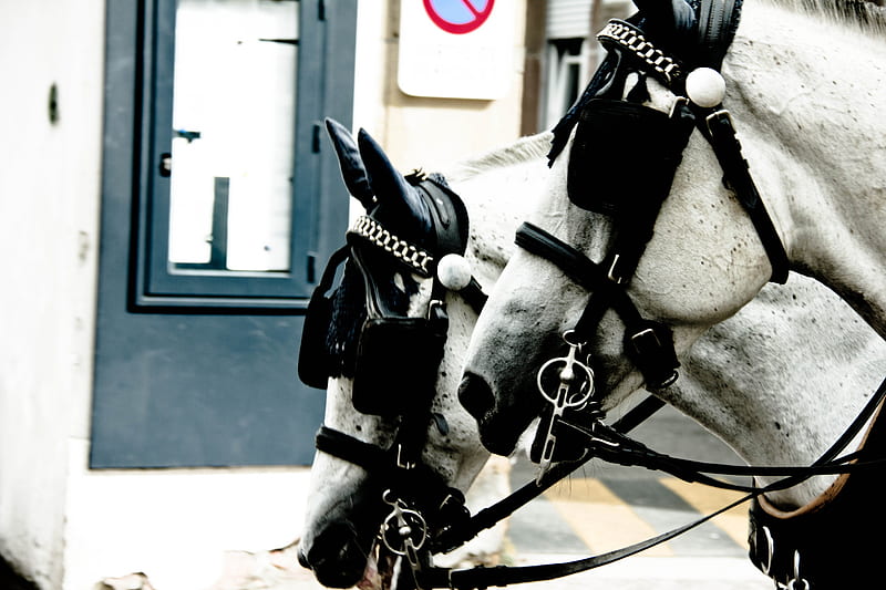 Two Horses, race, rein, head, saddle, mount, eye, curb, harnessing, two, eye flap, harness, packhorse, check, jump, street, flap, jumping, blinker, town, course, black, riding, coach, horse, carriage, horses, school, draught, plough, racehorse, ride, white, HD wallpaper