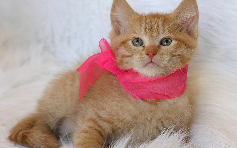 Kitten, orange, ginger, scarf, cat, pink, fur, animal, HD wallpaper