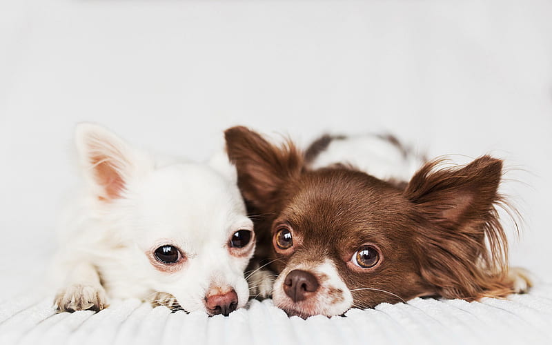 Chihuahua, family, dogs, bokeh, brown and white chihuahua, close-up, cute animals, pets, Chihuahua Dog, HD wallpaper