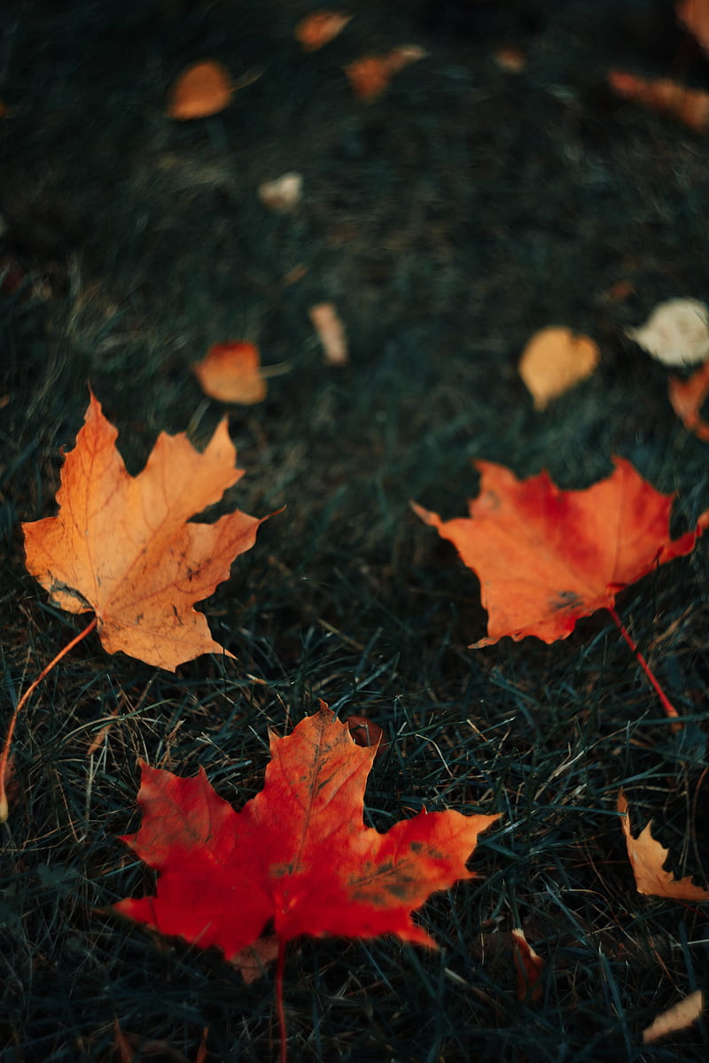 Leaves Maple Grass Autumn Hd Phone Wallpaper Peakpx