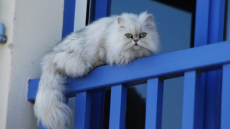 White Cat Is Lying Down On Blue Fence Cat, HD wallpaper