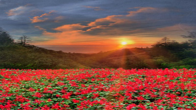 ~*~ Flowery Field ~*~, flowers, sunset, Flowery Field, spring sunset, landscape, HD wallpaper