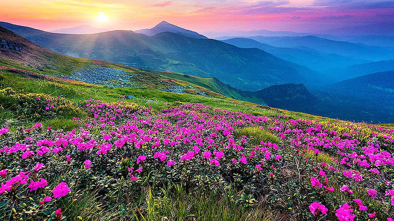 Valley of Flowers, India, mountains, national park, blossoms, colors, sunset, sky, HD wallpaper