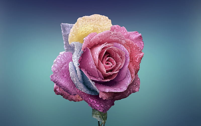 colored rose, drops of water, rose, beautiful flower, rosebud, HD wallpaper