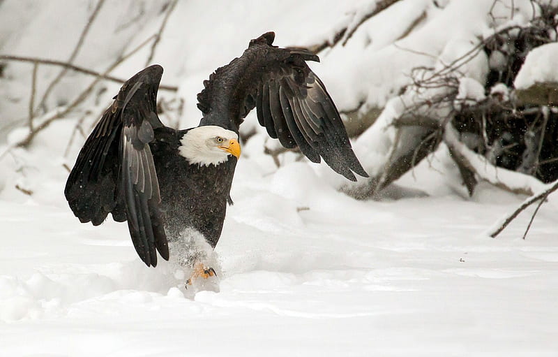 WINGS, SNOW, WINTER, BIRD, PREDATOR, CLAWS, EAGLE for , section животные, HD wallpaper