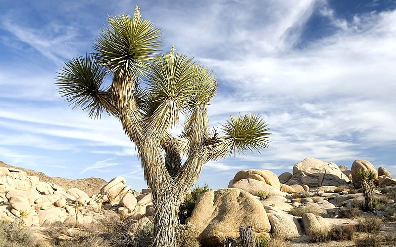 A Huge Cactus in Desert, HD wallpaper