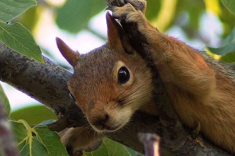 Squirrel, cute, ahmet fazil gunesh, tree, veverita, animal, HD wallpaper