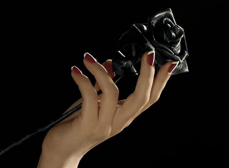 Black Rose, pretty, rose, hand, woman, HD wallpaper