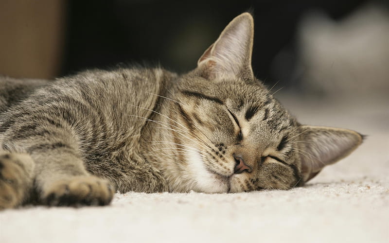 naptime for baxter-Life of the cat, HD wallpaper