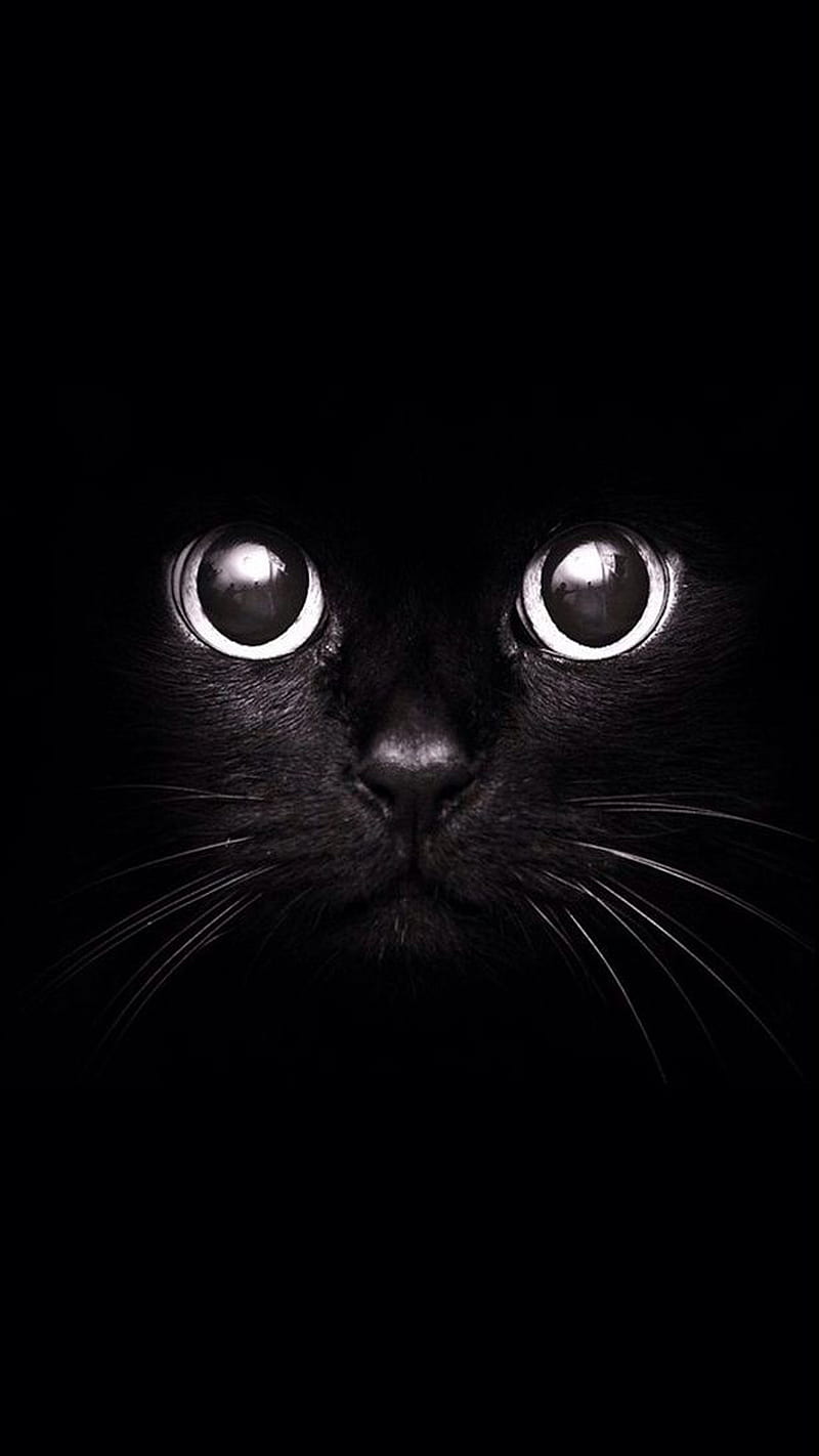 Cat, black, bolivia, cat, panther, HD phone wallpaper