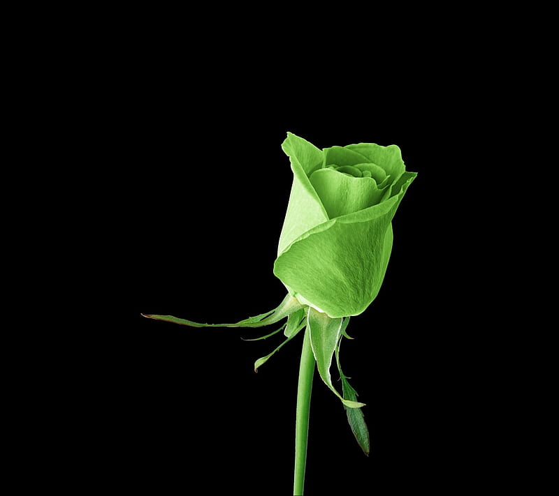 nature rose, alone, beauty, dark, gift, green, love, night, HD wallpaper