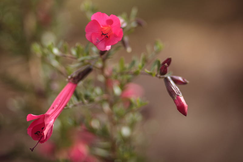 Native flower of Peru, Peruvien, pink, pretty, flowers, native, nature, Inca, HD wallpaper