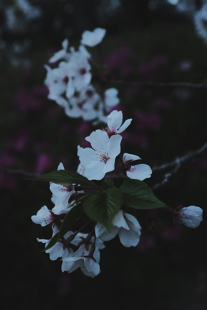 sakura, flowers, petals, branch, macro, HD phone wallpaper