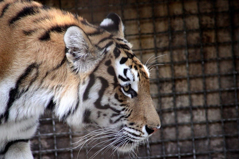 Amur Tiger, tiger, whiskers, cat, animal, HD wallpaper