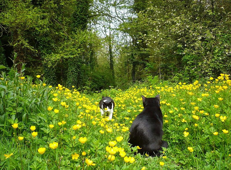 Cats Date, nice, flowers field, two, grass, black, yellow, trees, cats, HD wallpaper