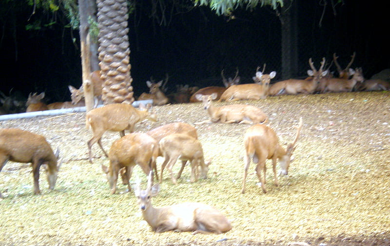 Spotted deers, spotted deer, animals, deer, HD wallpaper