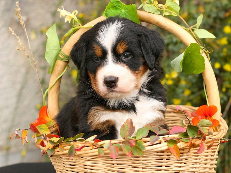 Puppy, red, black, animal, bernese mountai dog, cute, green, basket, flower, white, HD wallpaper