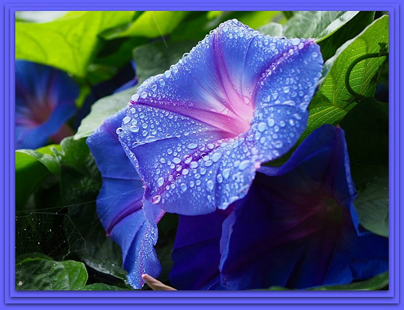Gloria de la mañana flores, naturaleza, bonitas, flores, Fondo de pantalla  HD | Peakpx