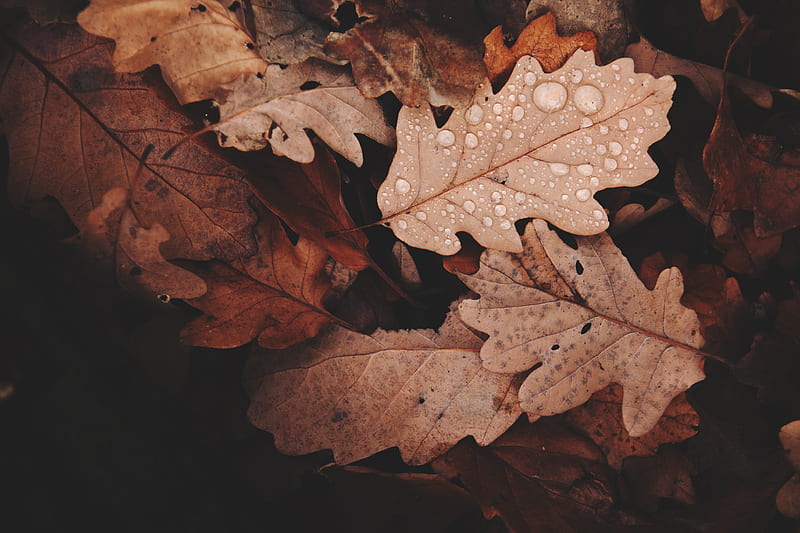brown withered leaves with water dews closeup, HD wallpaper