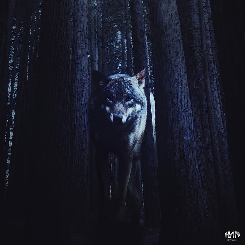 Wolf, dark, HD phone wallpaper