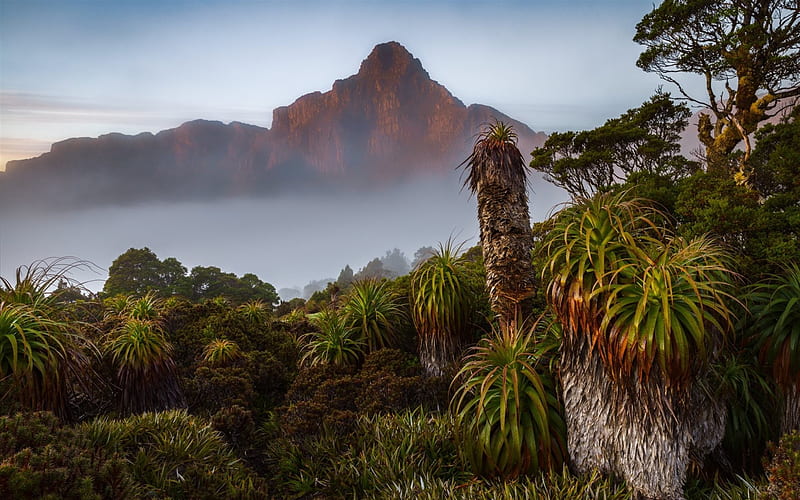 sunset, mountains, mist, ferns, Australia, Tasmania, South West National Park, HD wallpaper