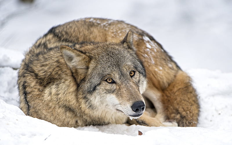 wolf, forest, snow, winter, predator, HD wallpaper
