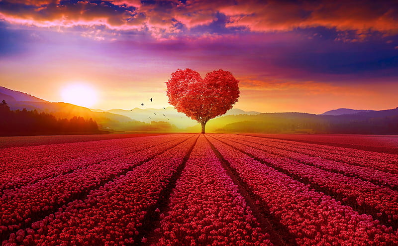 Love Ultra, Love, Creative, Nature, Tulips, Spring, Flowers, Field, Romantic, RedTulips, HD wallpaper