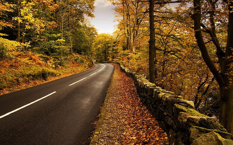 Jungle highway-autumn landscape, HD wallpaper