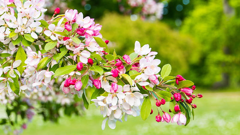 White Pink Cherry Flowers Petals Green Leaves Branches In Blur Green Trees Background Flowers, HD wallpaper