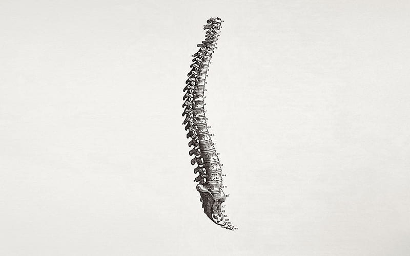 spine, art, Others, HD wallpaper