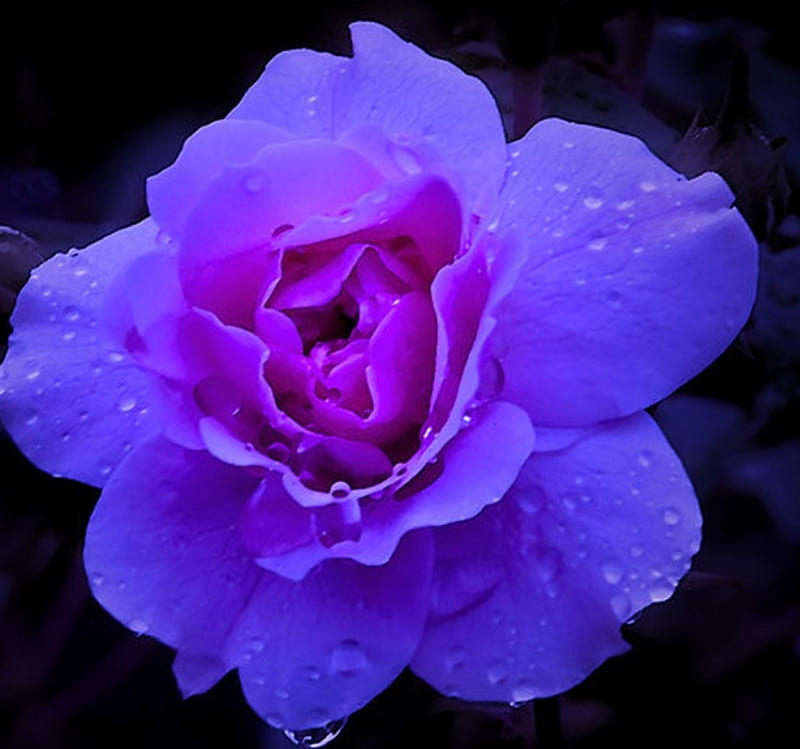 Purple Rose, flower, beauty, purple, rose, HD wallpaper