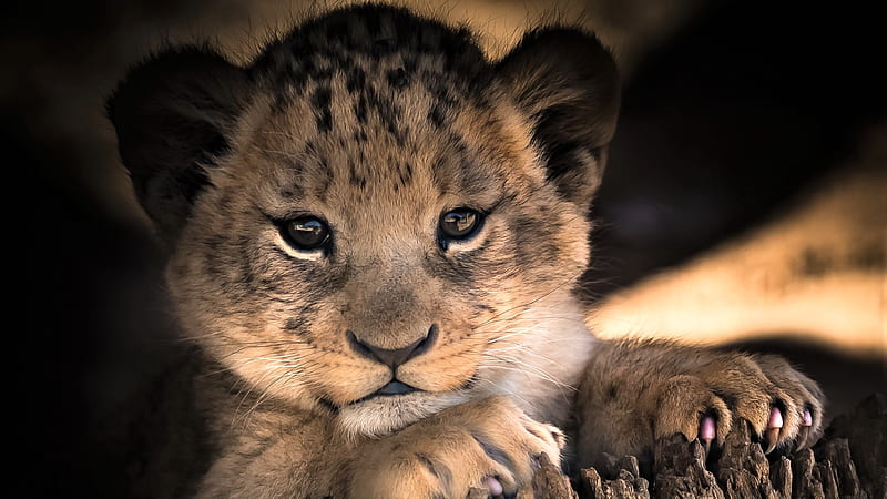 Adorable Lion Cub, Animal, Lion, Cub, Adorable, Wildlife, HD wallpaper ...