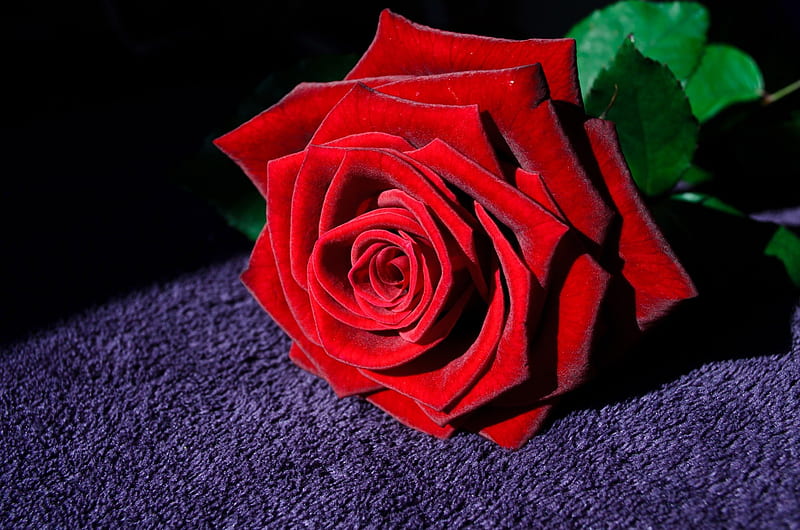 In Full Bloom, red, still life, leaves, purple, rose, flower, black, HD wallpaper