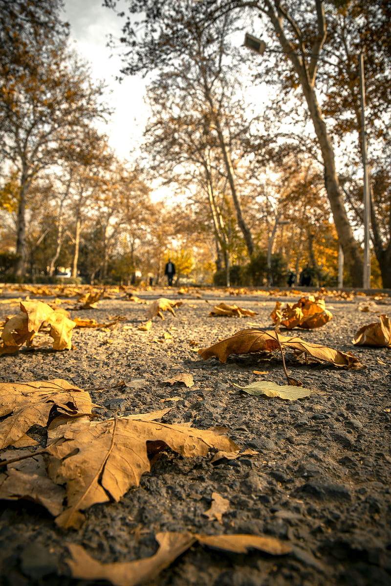 brown leaves on ground surrounded with tall and green trees during daytime, HD phone wallpaper