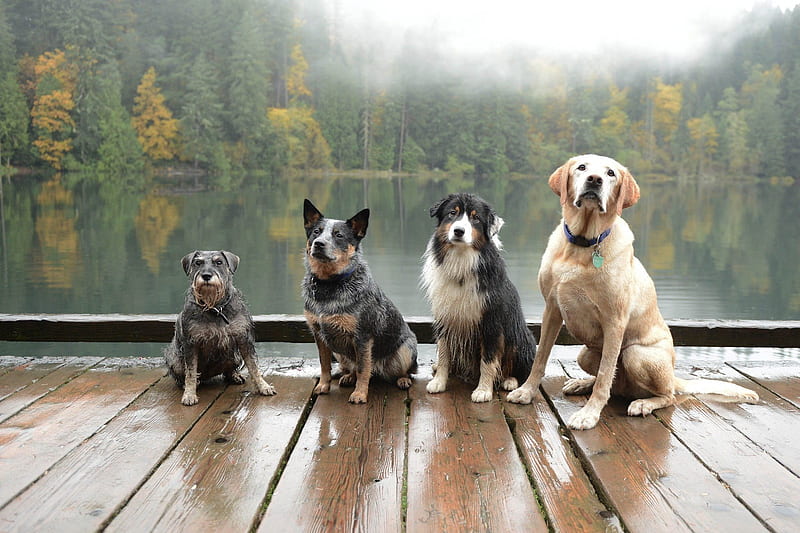 lake, dogs, fog, dog, nature, landscape, HD wallpaper