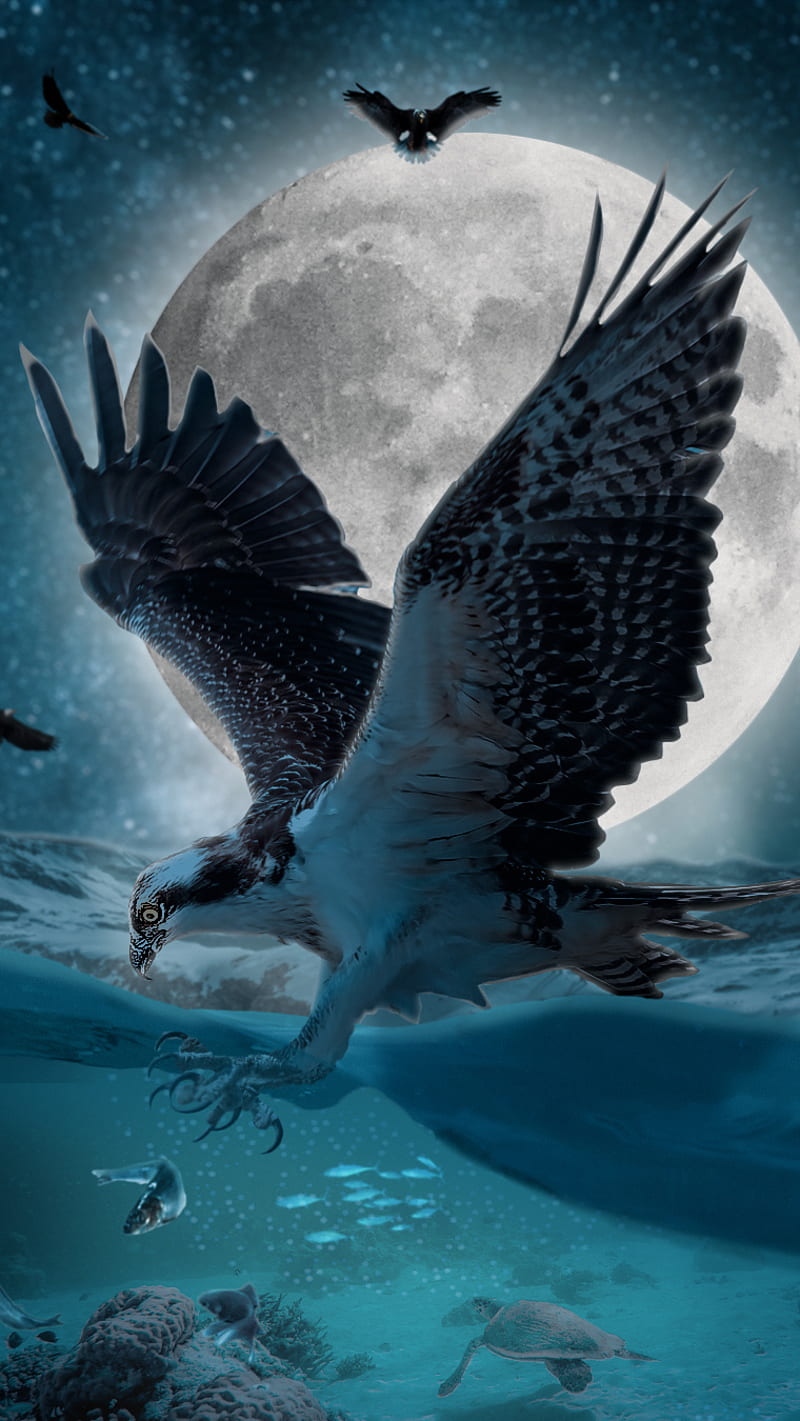 Eagle Hunt at Night, aesthetic, dark, fish, moon, sea, HD phone wallpaper
