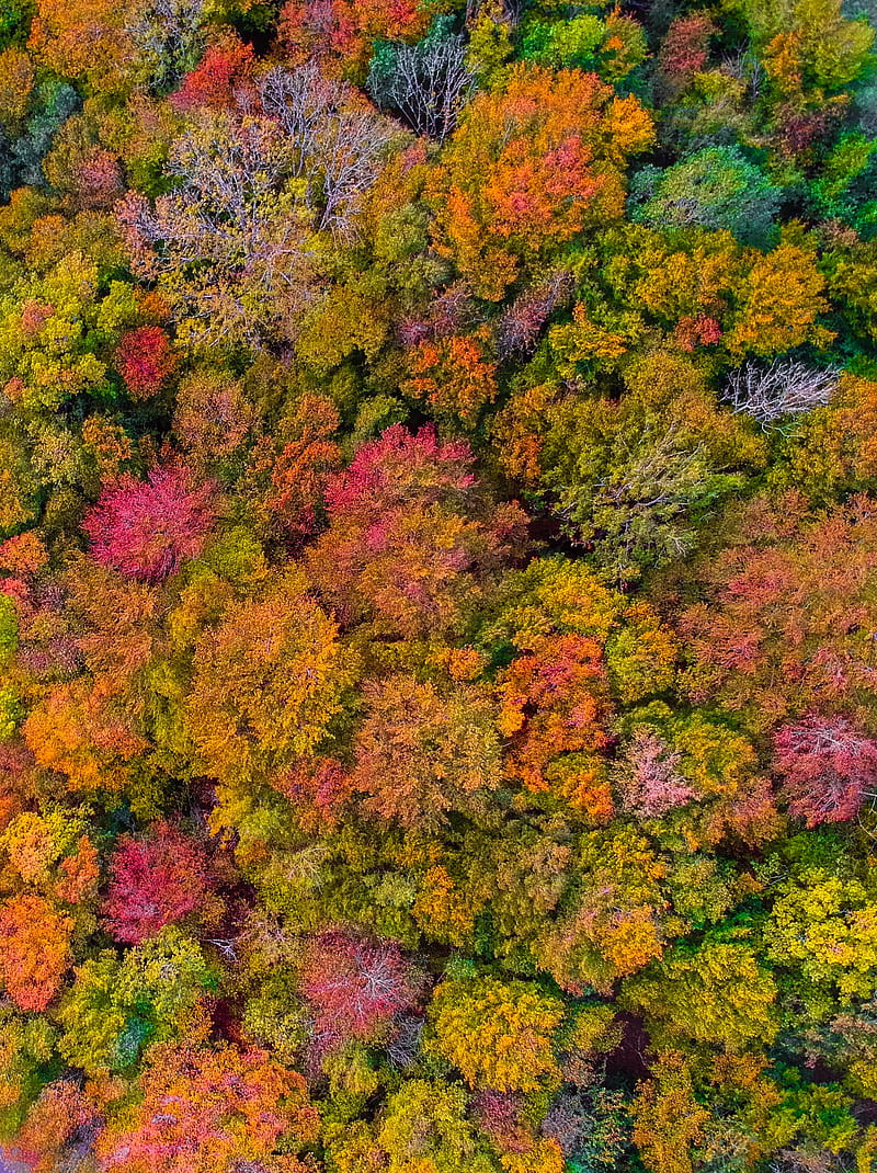 forest, autumn, aerial view, HD phone wallpaper