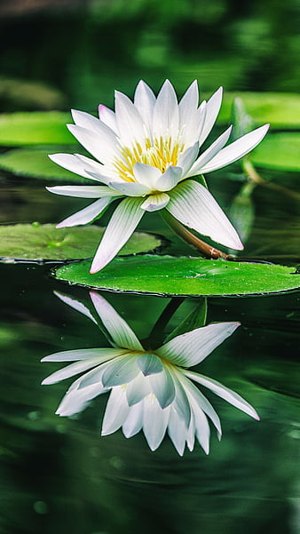 Water Lily Photos Download The BEST Free Water Lily Stock Photos  HD  Images