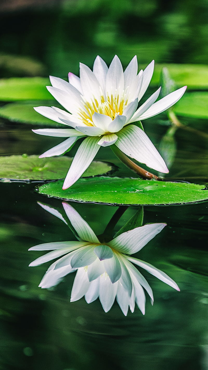 Water lily , flower, white lily, green leaf, reflection, natural, HD phone wallpaper